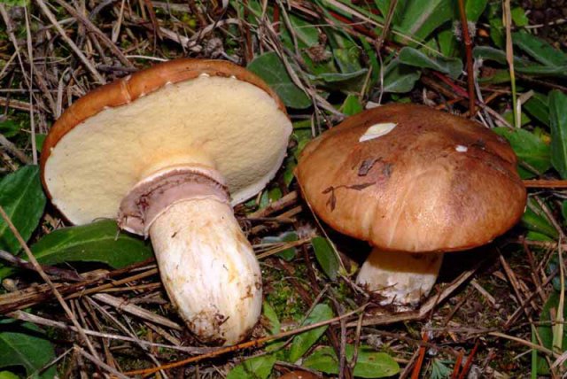 funghi